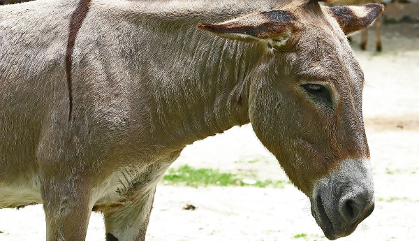 donkey435