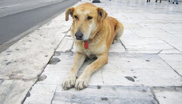 loukanikos5678