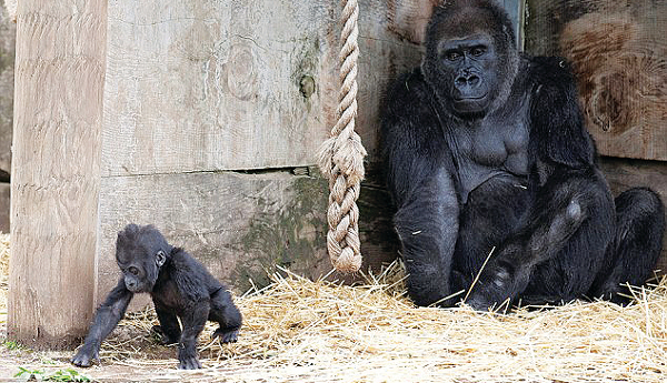 gorillaki532