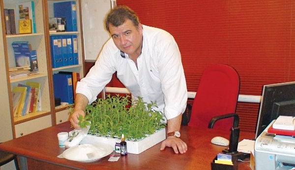 stevia3258