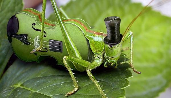 cricket545