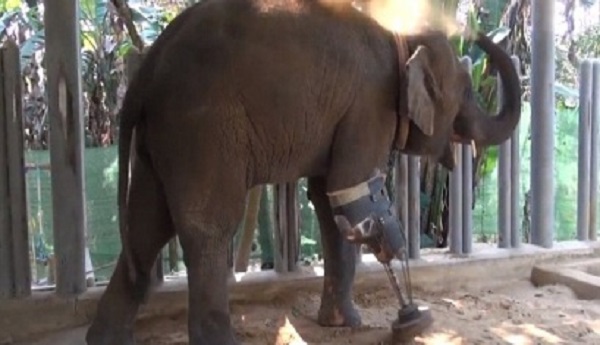 elephany