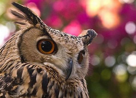 owl13315sk