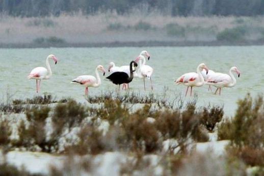 black-flamingo-possibly-unique-spotted-in-cyprus-2015-4