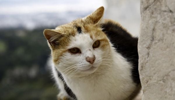 gata