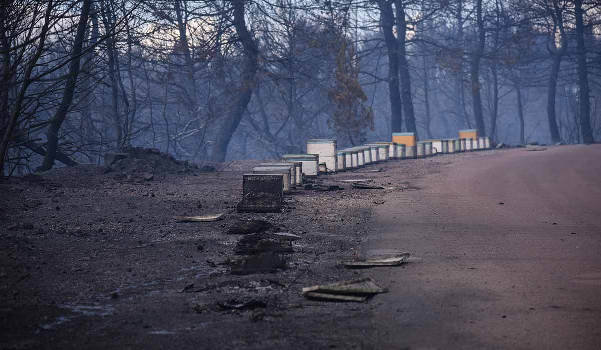 Θα πούμε το μέλι… μελάκι μετά τη φωτιά στα πευκοδάση!