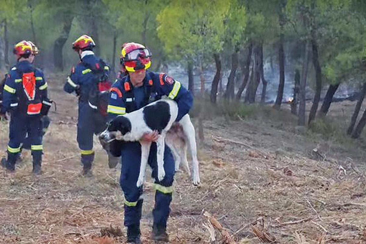 Εσωσε τσοπανόσκυλο μέσα από τις φλόγες!