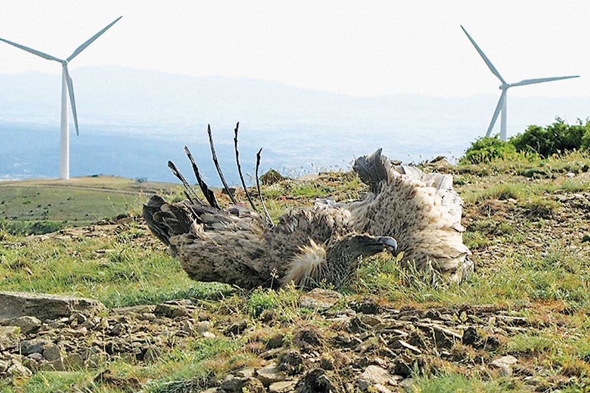 Ανεμογεννήτριες στην καμένη Δαδιά!