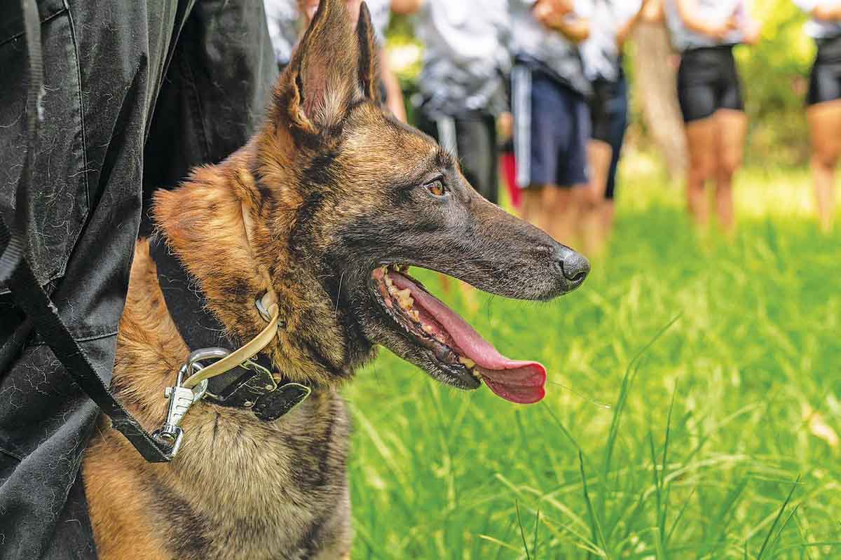 Κάρπαθος: Και η Anubis K9 ψάχνει τον Αγγλο τουρίστα