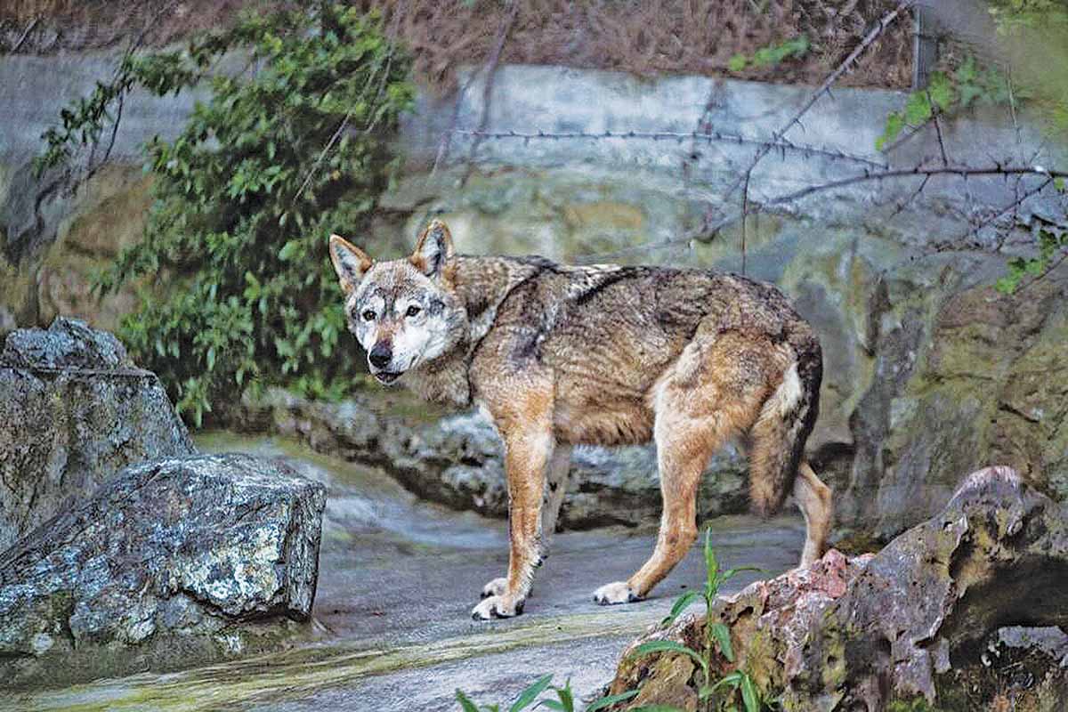Χαλκιδική: Εμφανίστηκε λύκος και στα Σήμαντρα