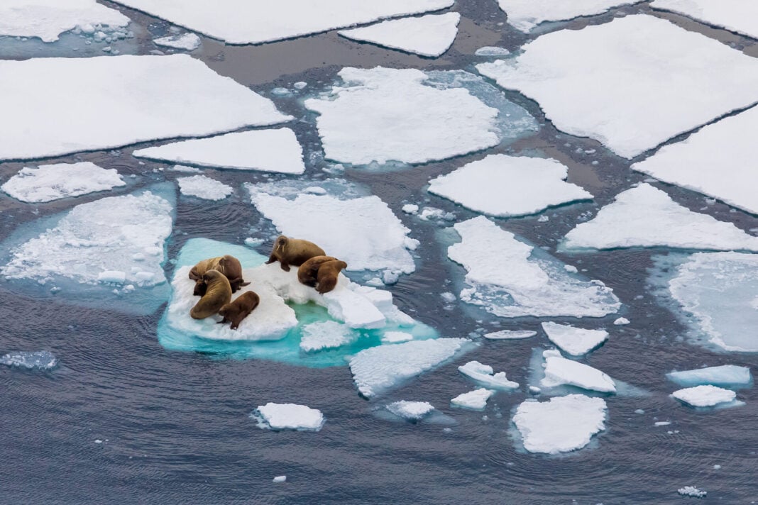 arctic