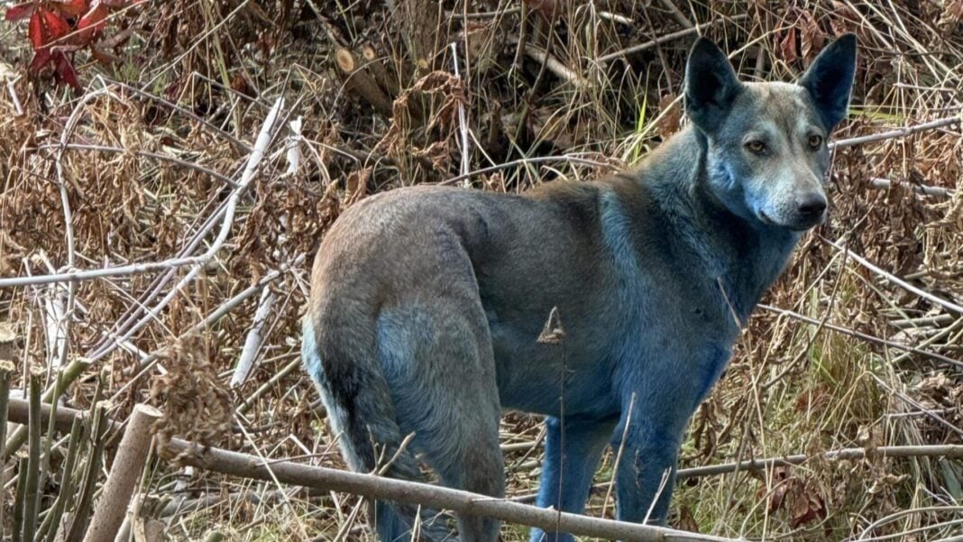 dogs-of-chernobil (1)