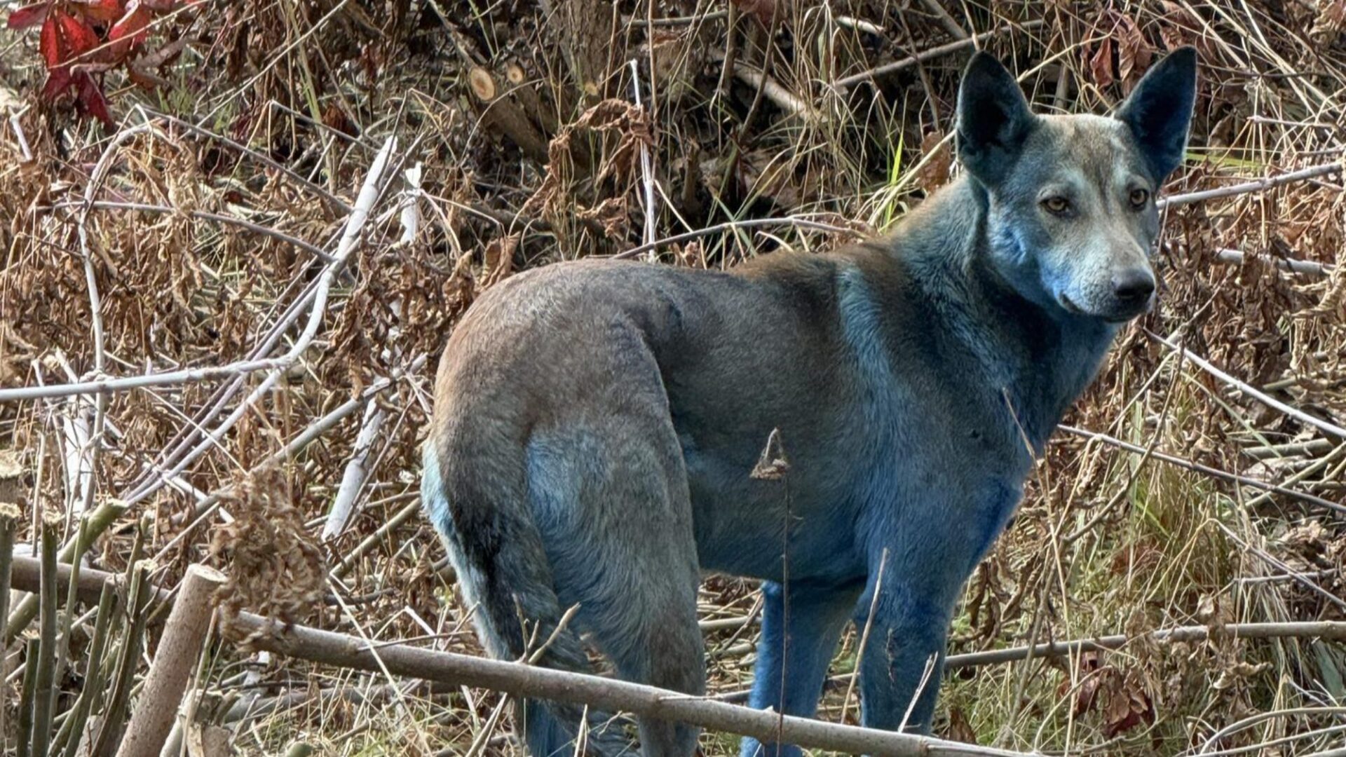 Μυστήριο στο Τσερνόμπιλ: Σκύλοι με μπλε τρίχωμα προκαλούν ανησυχία