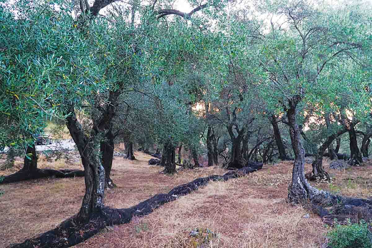 Πρόστιμο έως 5.000 ευρώ για μη δήλωση των ελαιώνων