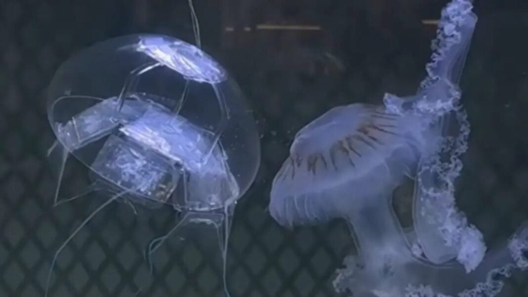 robοt-jellyfish (1)