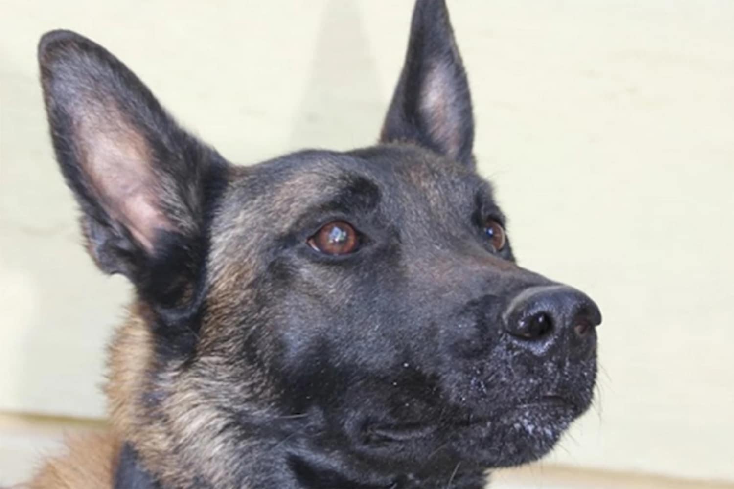 Άγνωστοι δηλητηρίασαν τον σκύλο-ερευνητή Echo που συμμετείχε σε πολύκροτες έρευνες όπως στα Τέμπη, στην υπόθεση Καλογήρου και είχε βρει τη σορό του Κούτσικου στο Μεσολόγγι