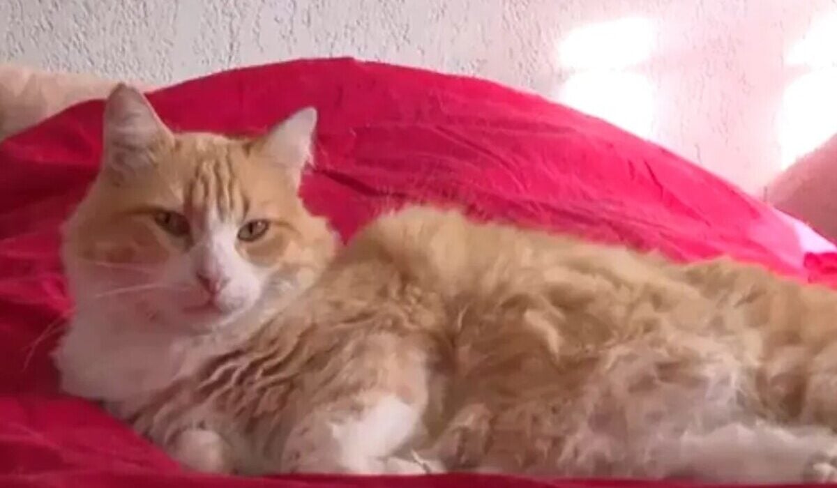 Γαλλία: Δικαστήριο αποφάσισε κατ’ οίκον περιορισμό σε… γάτα!