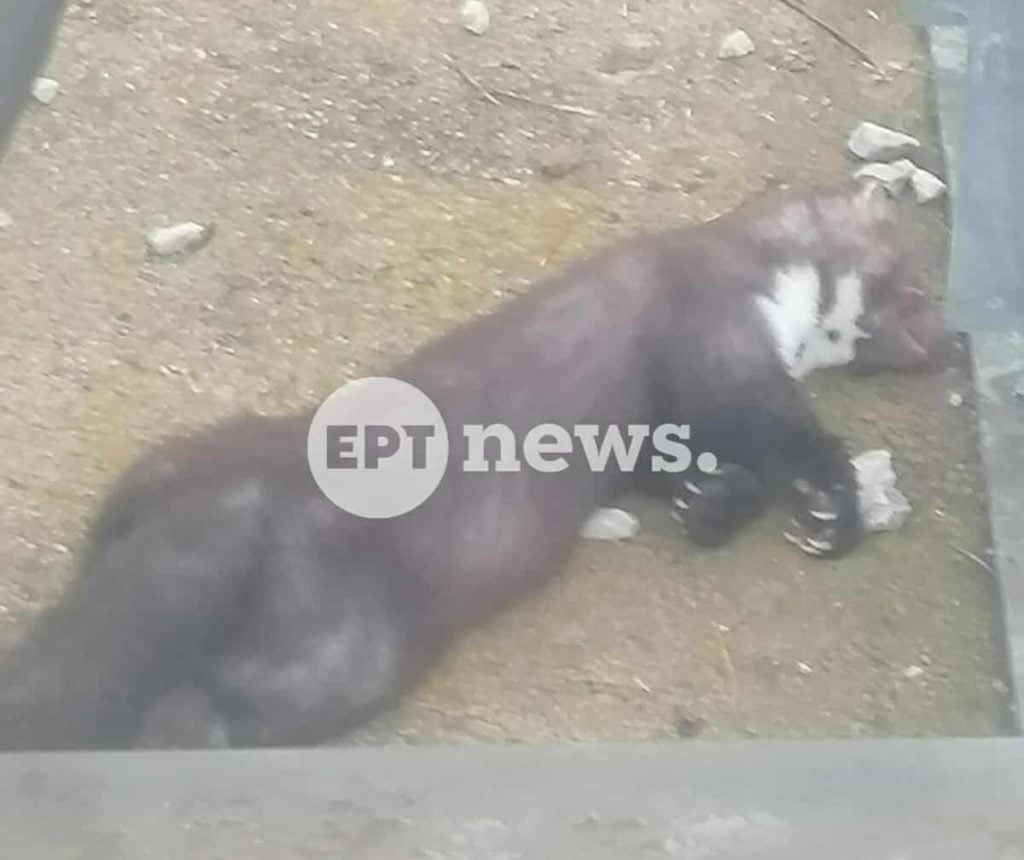 Απίστευτο:  Ένα πετροκούναβο “έριξε” το ρεύμα στον μισό νομό Καστοριάς!