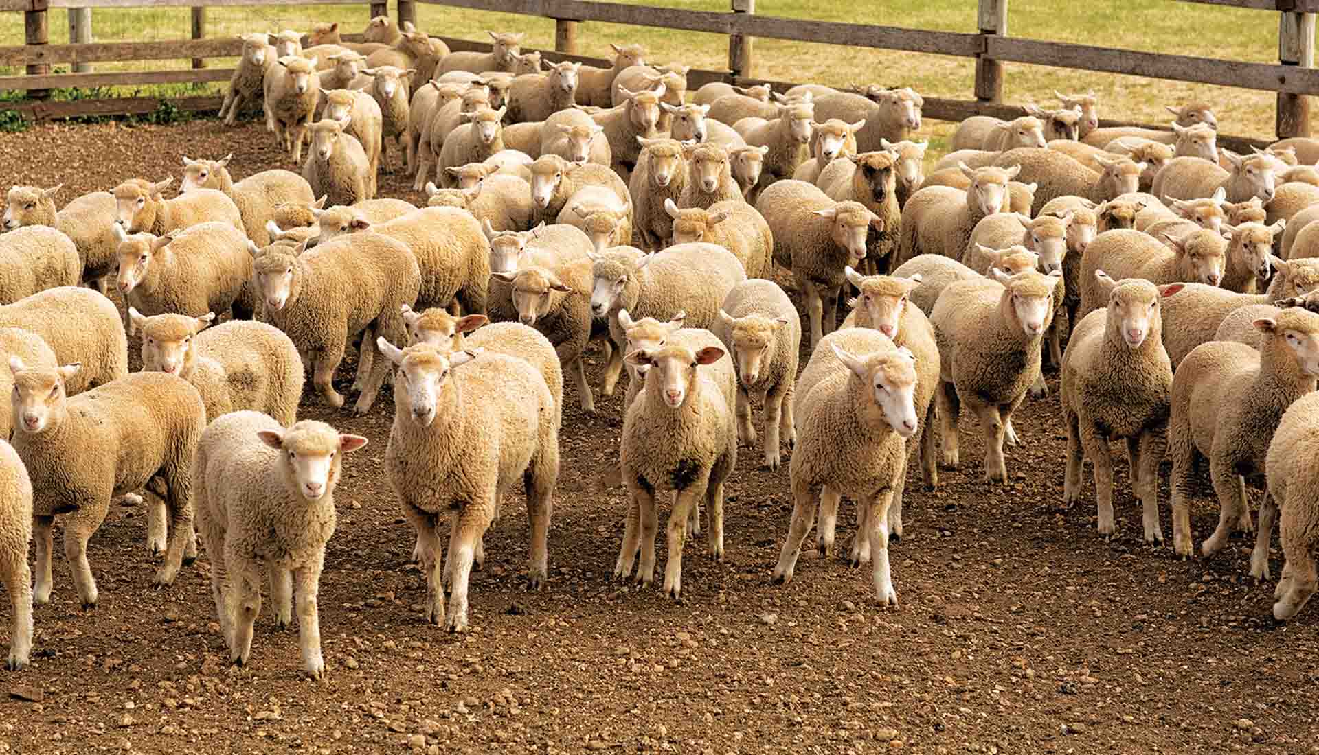 Τώρα θυμήθηκαν να χρησιμοποιήσουν τους στρατιωτικούς κτηνιάτρους στη μάχη κατά της ευλογιάς