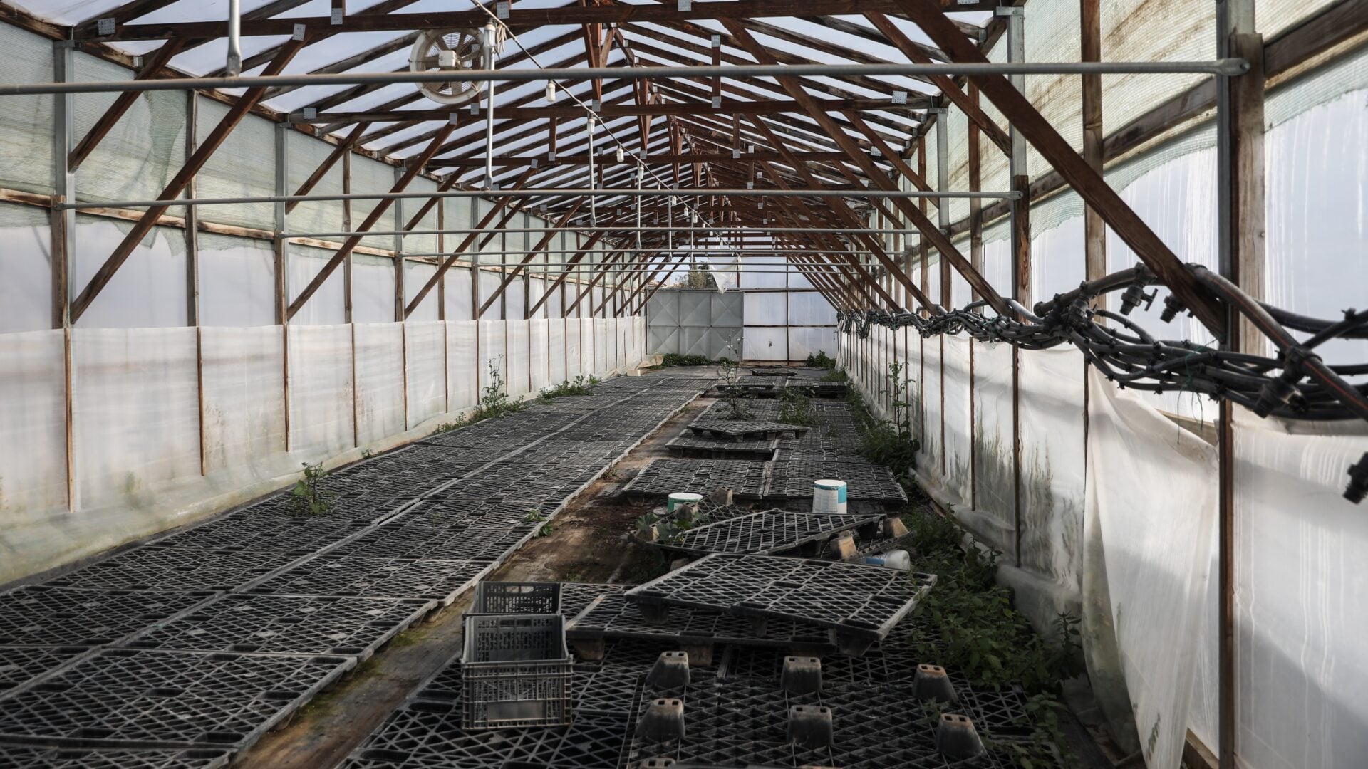 Ηλεία: 31χρονος εργάτης βρέθηκε νεκρός μέσα σε θερμοκήπιο – Τι συνέβη