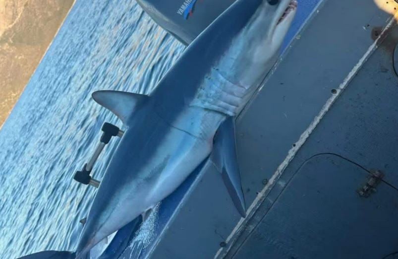 Ψαράς έπιασε καρχαρία Μάκο στη νότια Εύβοια – ΦΩΤΟ