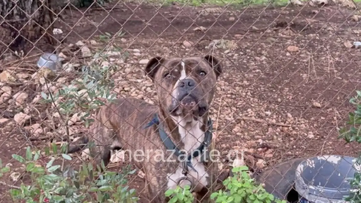 Η τραγωδία στη Ζάκυνθο: Τα τελευταία δευτερόλεπτα του παιδιού που σκότωσε το πιτ μπουλ – Τι είπε ο πατέρας ΒΙΝΤΕΟ