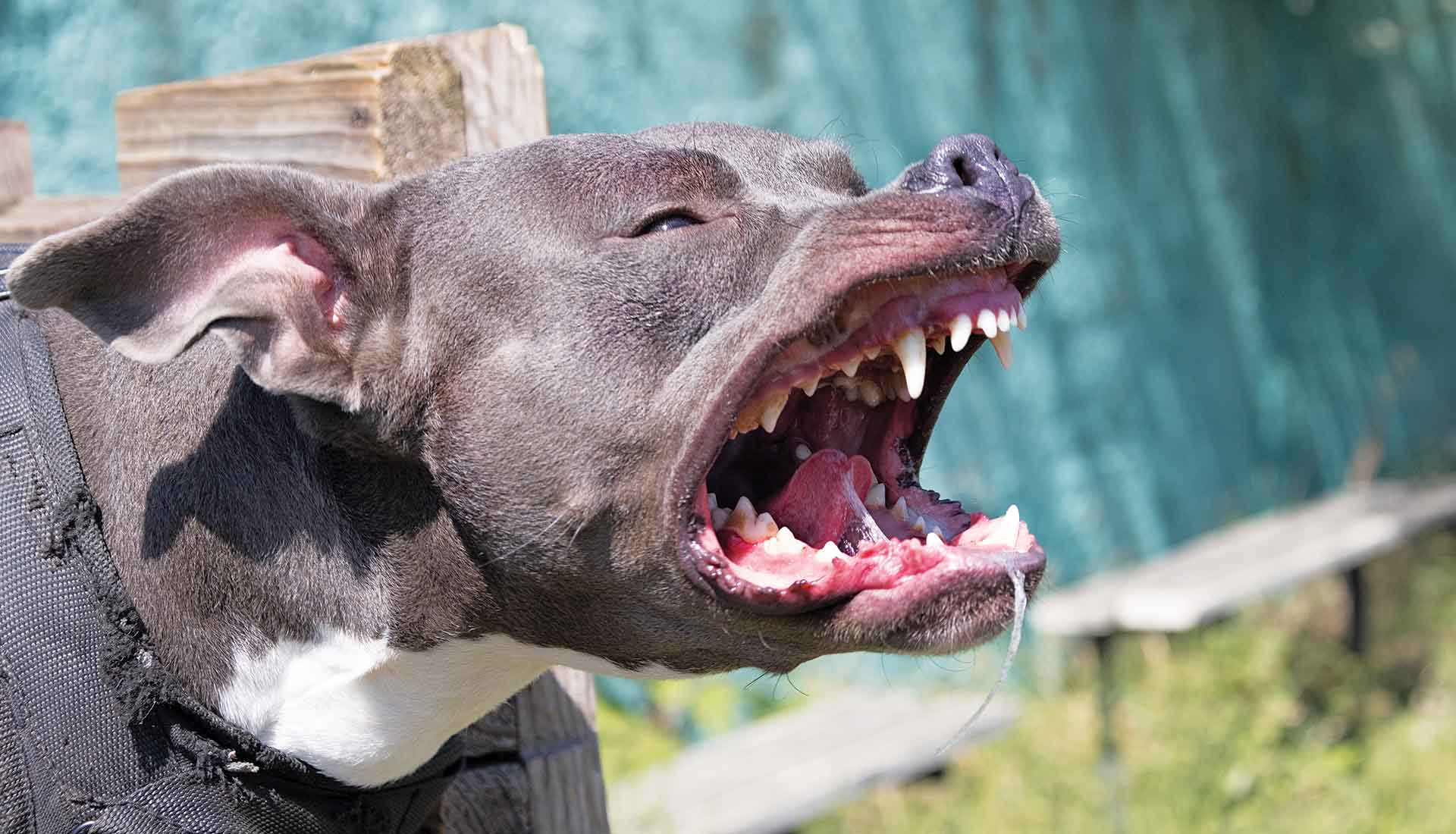 Δολοφονική κτηνολατρεία