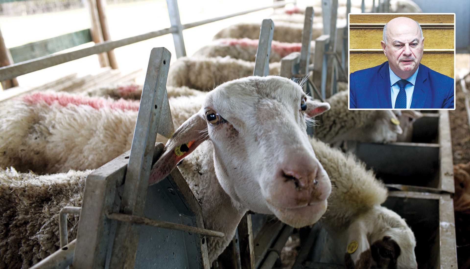 ΜΕΡΟΣ Α΄: Κρίσιμα ερωτήματα χωρίς απάντηση –  Το μεγάλο κόλπο με τα αιγοπρόβατα