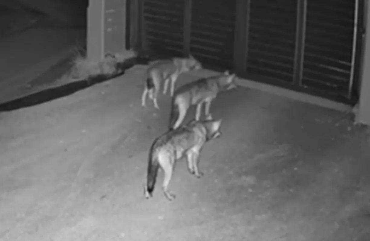 Λύκοι εμφανίστηκαν έξω από κατοικία στο Πανόραμα Θεσσαλονίκης (βίντεο)