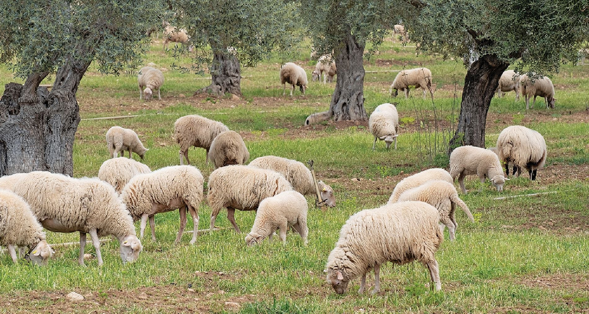 Ράπισμα από την Ευρωπαϊκή Ένωση στον Μητσοτάκη για τα εμβόλια – Δικαιώνονται απόλυτα οι αποκαλύψεις της «δημοκρατίας»