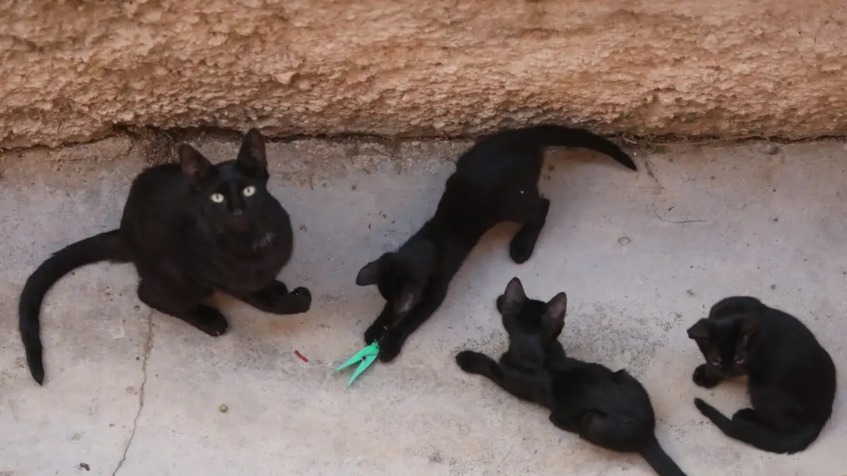 Kτηνωδία στην Εύβοια: Σκότωσαν 20 γάτες και άλλες 10 έχουν εξαφανιστεί