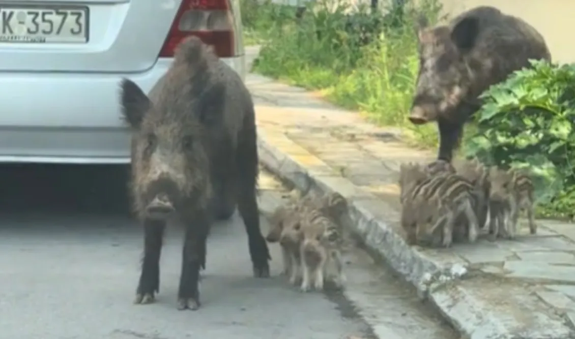 Απίστευτο και όμως αληθινό: Πολυμελής οικογένεια από… αγριογούρουνα έκανε τη βόλτα της στους Θρακομακεδόνες! – Δείτε βίντεο