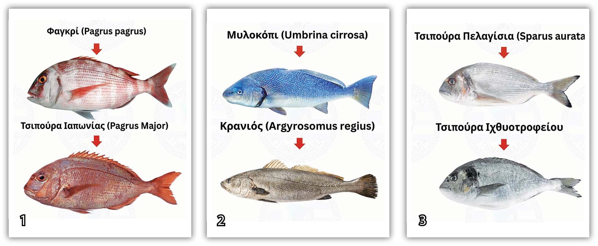 Φάτε μάτια ψάρια